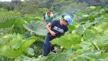 Temporeros solicitaron reapertura de fundo cerrado por intoxicaciones