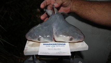 Revelaron imagen de tiburón con dos cabezas