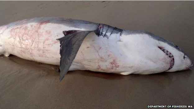  El tiburón que se atragantó con un león marino  