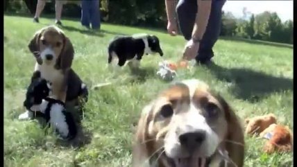   Conoce la primera camada de perros in vitro 