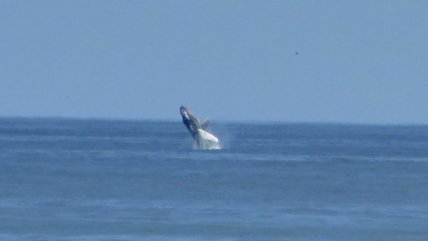   Ballena jorobada sorprendió en la costa de Iquique 