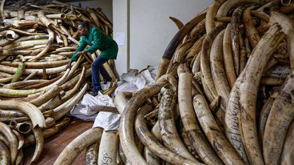   Kenia quemará 105 toneladas de marfil 