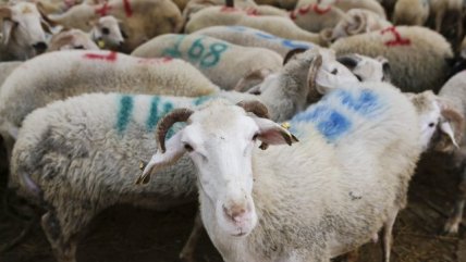   Con matanza de corderos musulmanes celebran la Fiesta del Sacrificio 