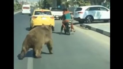   Un enorme oso pardo huyó asustado y perdido por las calles de Irak 