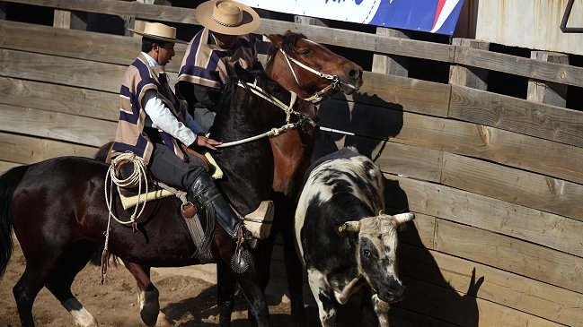  Guido Girardi: El rodeo no es un deporte, es sadismo  