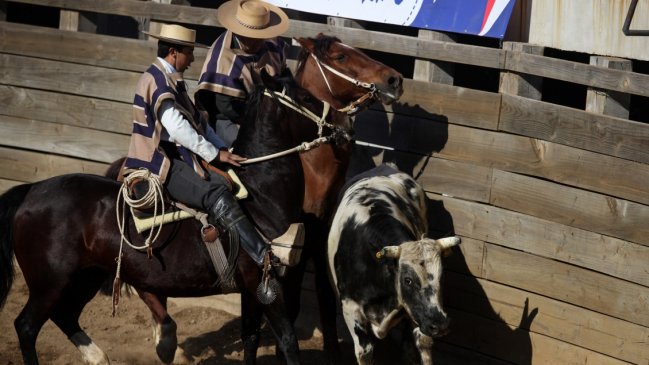  Contraloría anuló ordenanza de Recoleta contra el rodeo  