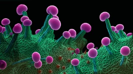   Las impresionantes imágenes de la marihuana bajo un microscopio 