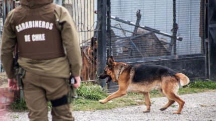  Perro escapó de su casa y atacó a tres personas  