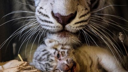  Los tiernos trillizos del amenazado tigre blanco  