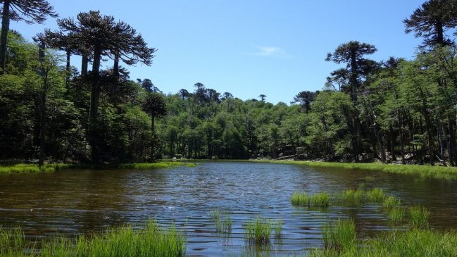  Rescataron a jóvenes extraviados en parque de Pucón  