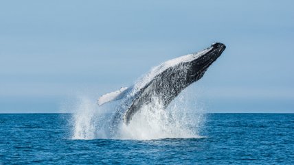   Hablando de...: El aumento de los avistamientos de ballenas en las costas chilenas 