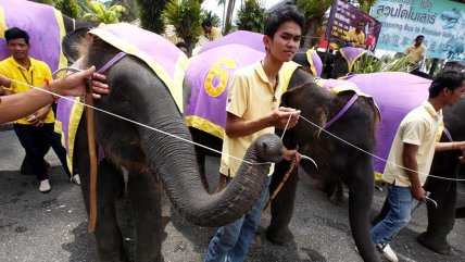  Tailandia conmemoró su emblemático Día Nacional del Elefante  