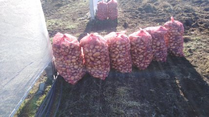  INIA prepara cosecha más austral de papa semilla certificada  