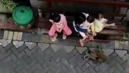   Mono arrastró con fuerza a niña y se viralizó 