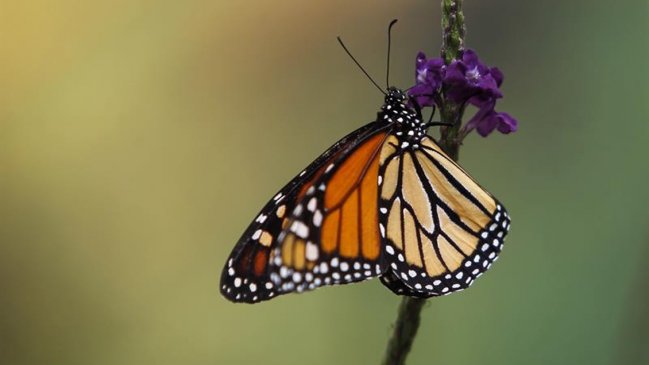  Estudio: Dos de cada cinco insectos están en riesgo de extinción  