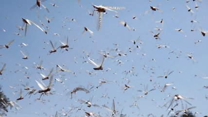  Plaga de langostas del desierto azota a varias ciudades de Yemen  