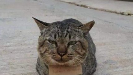   Gatito desapareció por tres días y volvió a su casa con una deuda en pescados 