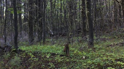  Captan gran presencia de felinos en Parque Cerro Castillo  