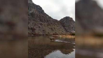   Solitario huemul fue captado cruzando una laguna en la patagonia chilena 
