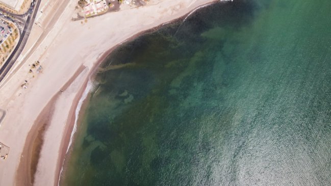   Chile creó una reserva marina protegida en el norte para preservar las tortugas verdes 