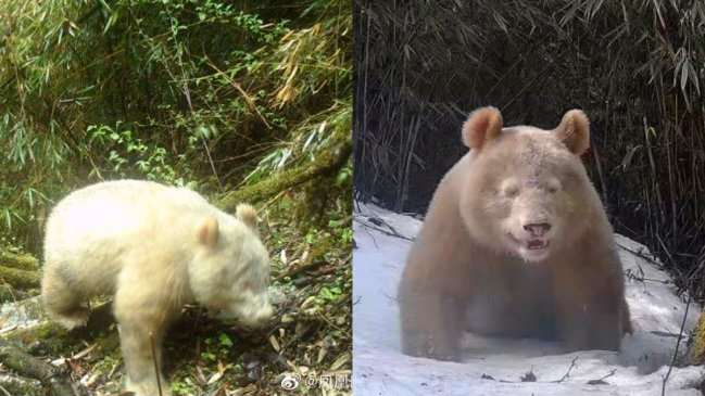   El único en el mundo: Avistan movimientos de inusual panda albino en China 