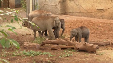   Familia de elefantes recibió con ternura a cría recién nacida en zoológico de Alemania 