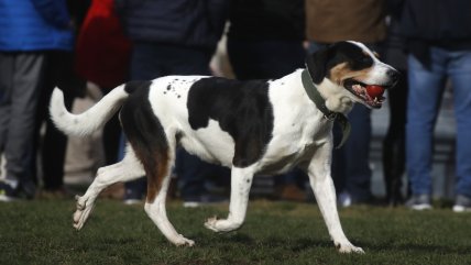   De la tenencia responsable al abandono: radiografía a la población canina en Chile 