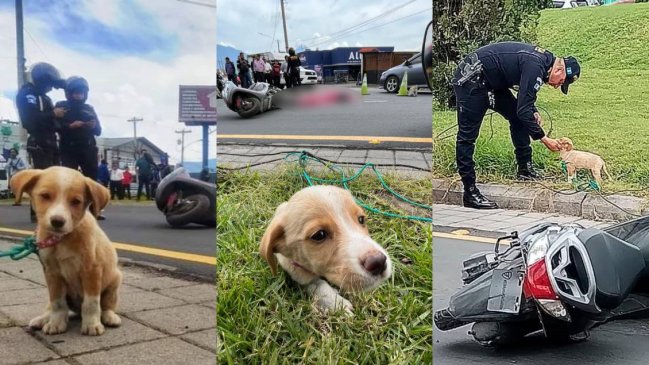   Perrita se negó a abandonar a su dueña fallecida tras sufrir accidente de tránsito 