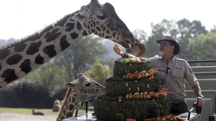  Jirafa Benito conoce a su nueva familia en el zoológico Africam Safari  