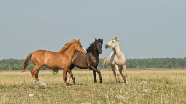  Uruguay confirmó su primer caso humano de encefalitis equina  