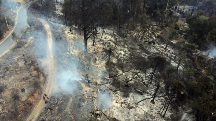   Jardín Botánico: Las especies que se perdieron tras el devastador incendio en Viña del Mar 