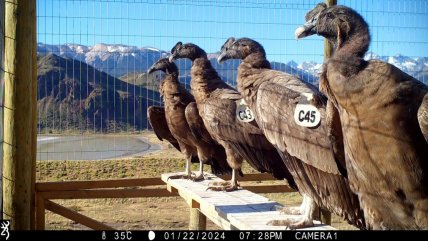   Cuatro cóndores andinos fueron reintroducidos en el Parque Nacional Patagonia 