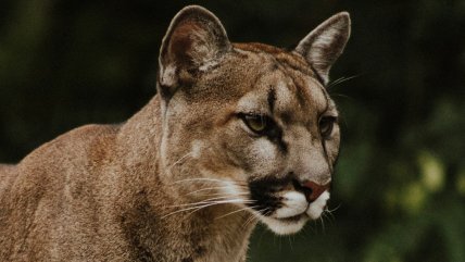   Preocupación en Puerto Montt: vecinos del sector Metri reportaron la presencia de un puma suelto 