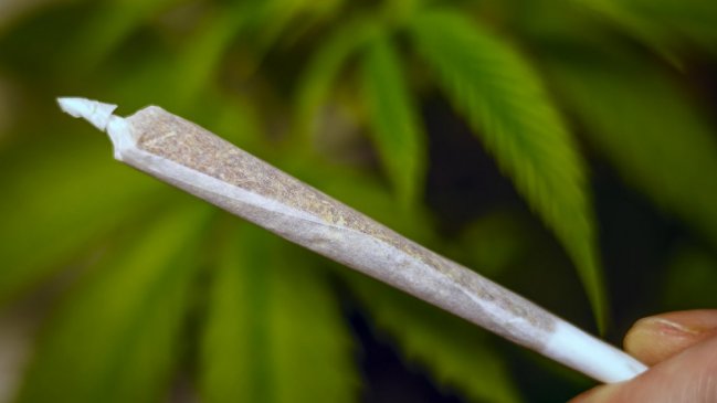   Alemania: Cámara alta aprueba la legalización parcial de la marihuana 