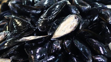  Más de 7 mil kilos de mariscos incautados con 