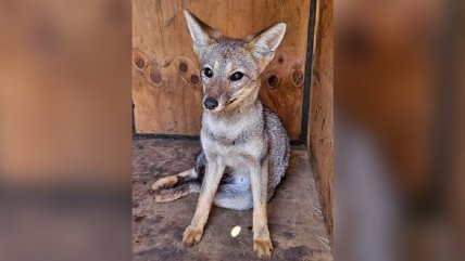   SAG rescató a zorro que había quedado atrapado en un hoyo 