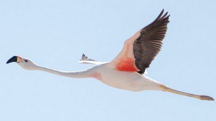   Censo de flamencos en reserva nortina arrojó 18 mil ejemplares 