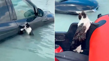   Gato afectado por las inundaciones es rescatado en Dubai 