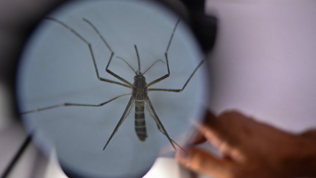   Alcalde de Rapa Nui: Si no se ataca el problema de fondo, Chile tendrá dengue permanente 