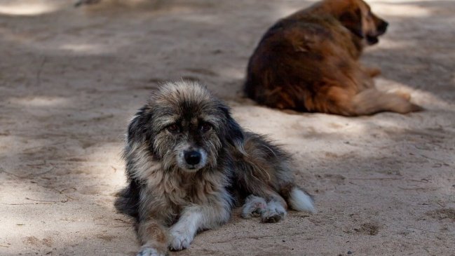   Vecinos denuncian envenenamiento de perros en toma de Antofagasta 