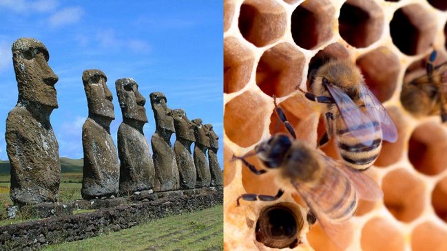   Rapa Nui se convirtió en el primer área mundial libre de enfermedades apícolas 