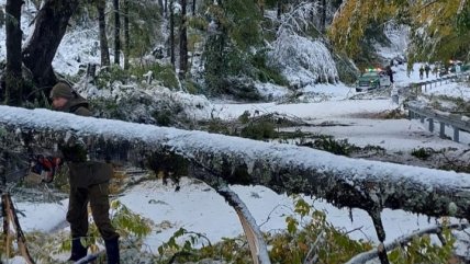   Nevazón en Panguipulli deja varios árboles caídos 