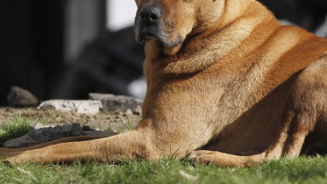   Escolar lanzó a perrito desde un tercer piso en colegio de Antofagasta 