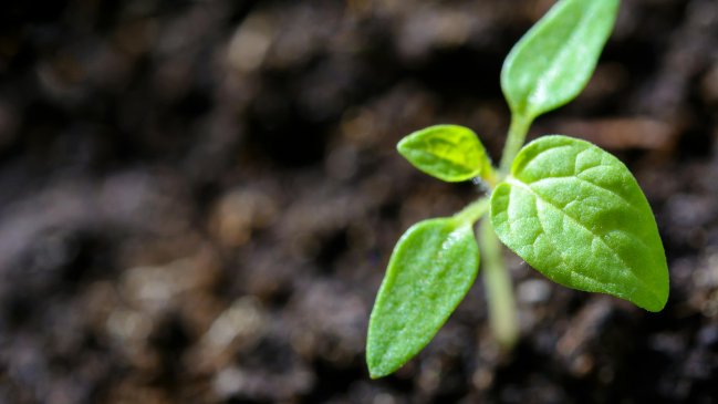   Científica construyó dispositivo que produce música con sonidos de las plantas 