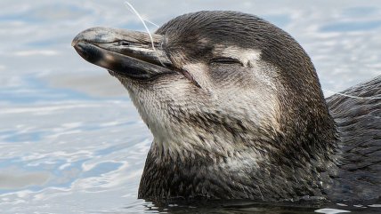   Preocupación en Antofagasta por seguidilla de varamientos de pingüinos 