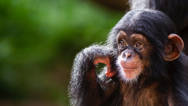   Descubren que los chimpancés 