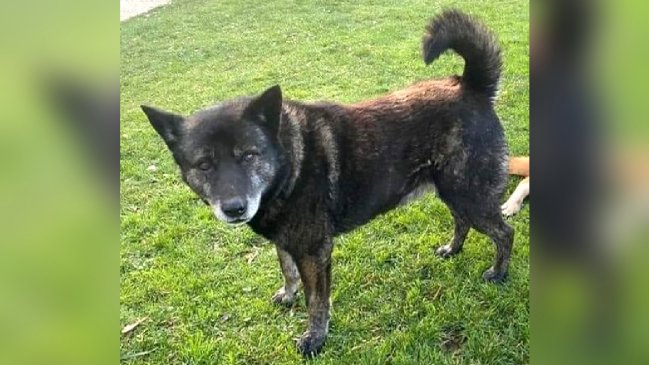   Ancud: Animalistas denuncian que hombre mató a hachazos a un perro comunitario 