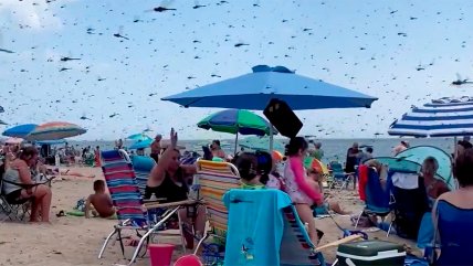   Enjambre de libélulas invadió playa llena de bañistas 