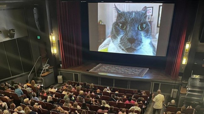   De la web a la pantalla grande: Cine proyectó 73 minutos de videos de gatos 