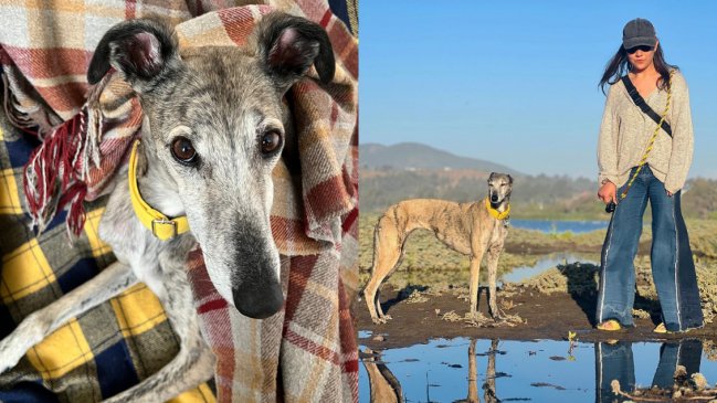   Ofrecen un millón de pesos por encontrar a perrita galgo: Escapó de hotel canino 